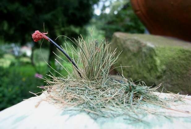 Kokosgras_Drahtblume_komp