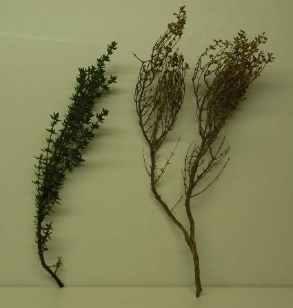 Thymian_komp