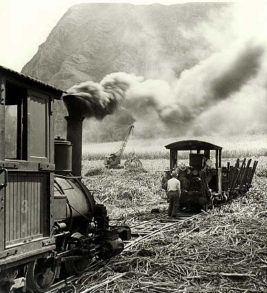 Olomana 1945 bei der Feldarbeit