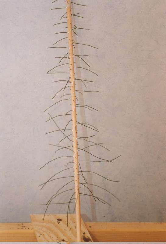 schlanker Baum