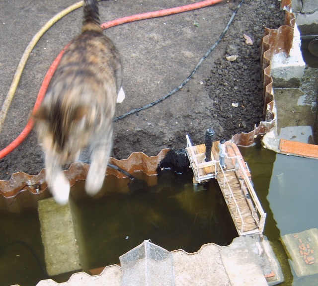 Wehr-Katze-BBF