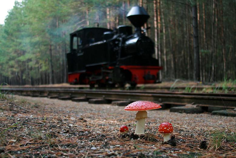 Fliegenpilz
