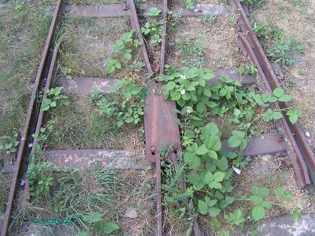 Herzst_ck_ohne_Herz