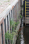 Spundwand_Lauenburg_02.jpg