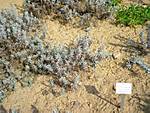 3064Bot_Garten_Kl_Flottbek_2007-09-16_04_FR.jpg