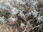 3064Bot_Garten_Kl_Flottbek_2007-09-16_06_FR.jpg