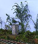 1941067_Telefonbude.jpg
