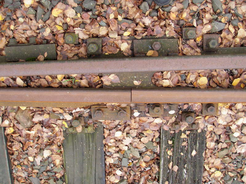Zungengelenk