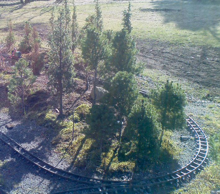 The_forrest_in_spring_sun