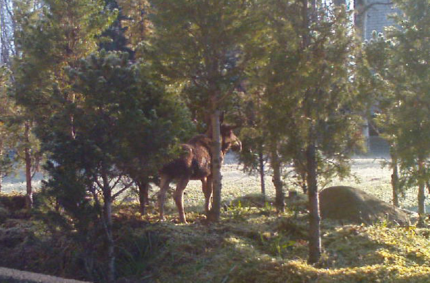 moose_visiting_the_railway
