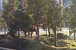 3465moose_visiting_the_railway.jpg