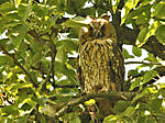 2696Waldohreule_juv.jpg