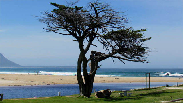 Baum