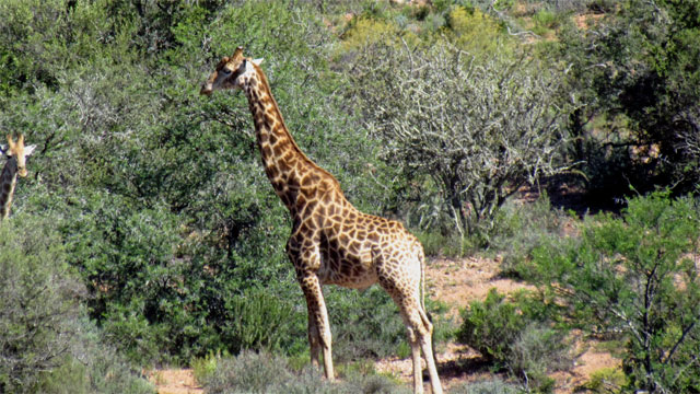 Giraffe