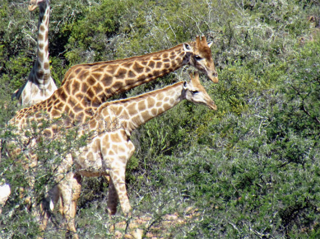 Giraffen_2