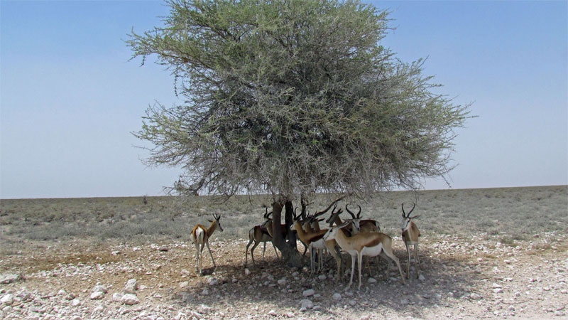 Namibia_8