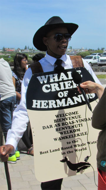 Walschreier-in-Hermanus