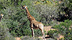 364Giraffe.jpg