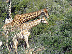 364Giraffen_2.jpg