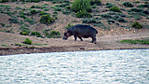 364Hippo.jpg