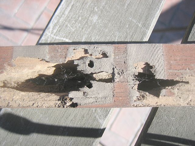 Termites