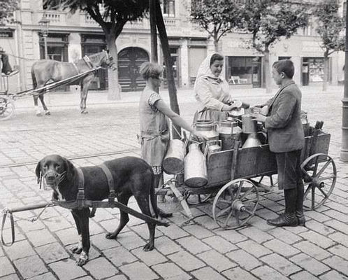 Hundefuhrwerk