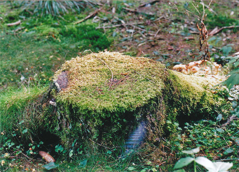 Baumstumpf6