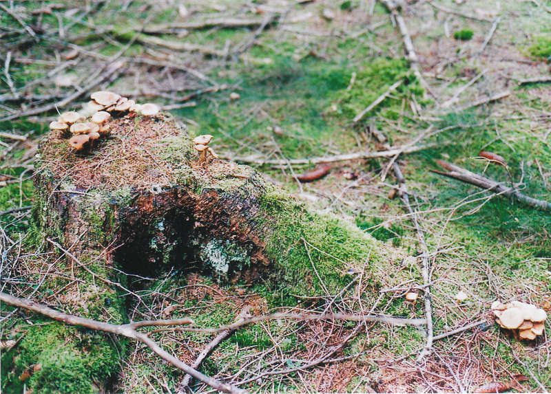 Baumstumpf3