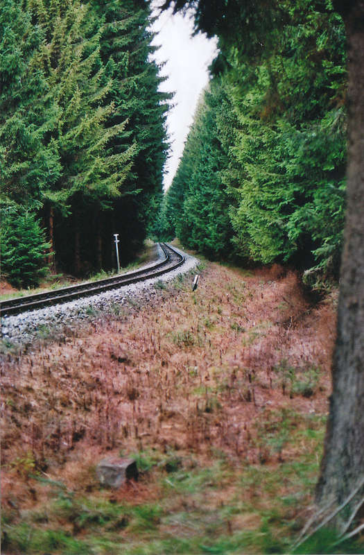 Waldrand1