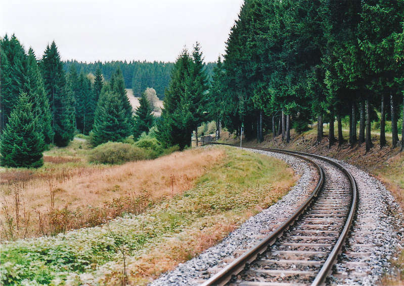 Waldrand2