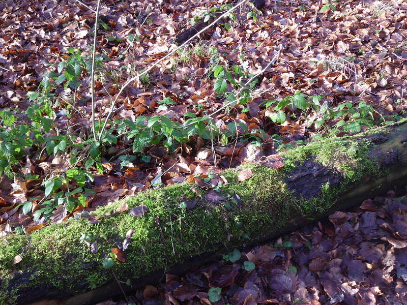 Brombeer1