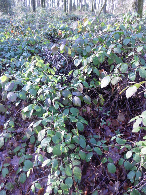 Brombeer2