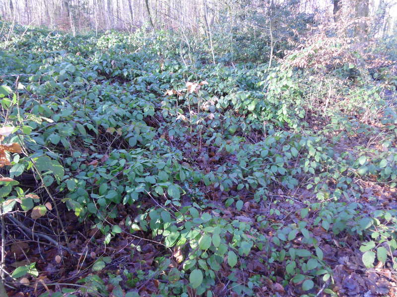 Brombeer3