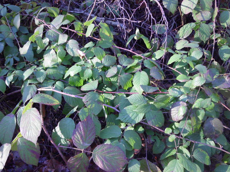 Brombeer5