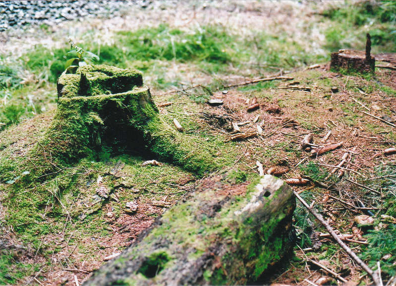 Baumstumpf1