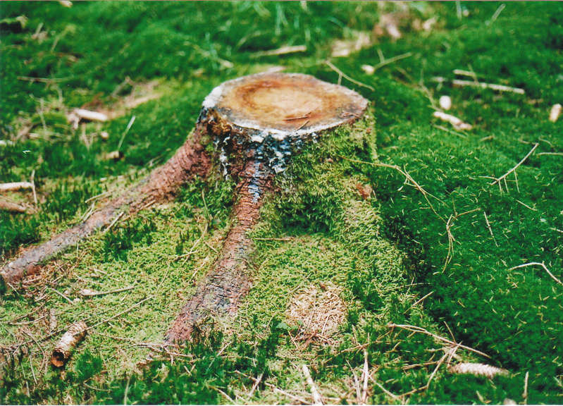 Baumstumpf4