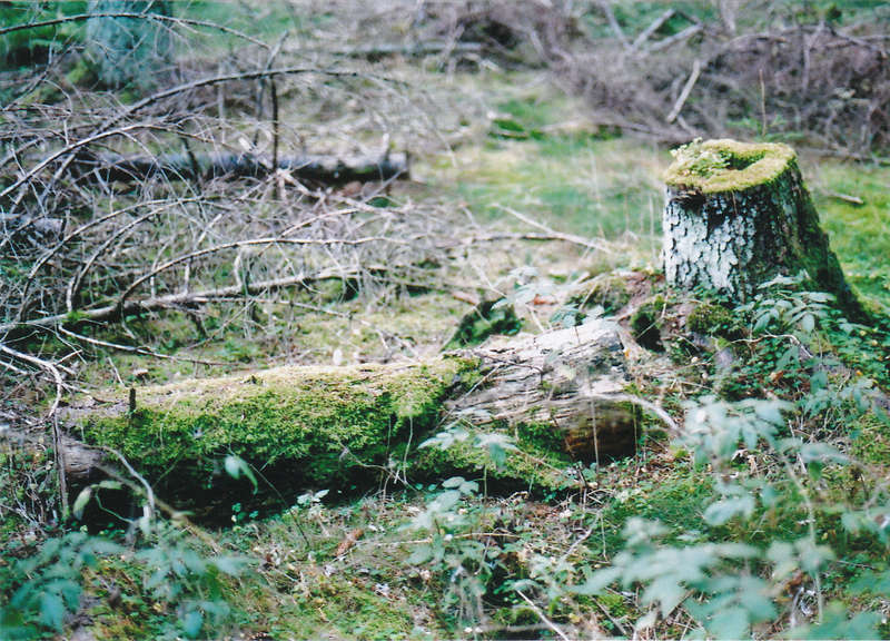 Baumstumpf5