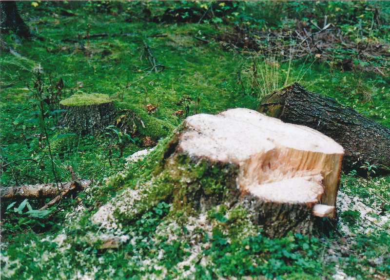 Baumstumpf2