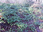 1116Brombeer3.JPG
