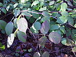 1116Brombeer4.JPG