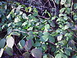 1116Brombeer5.JPG