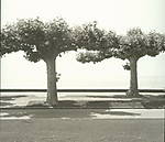 2880platane_1web1.jpg