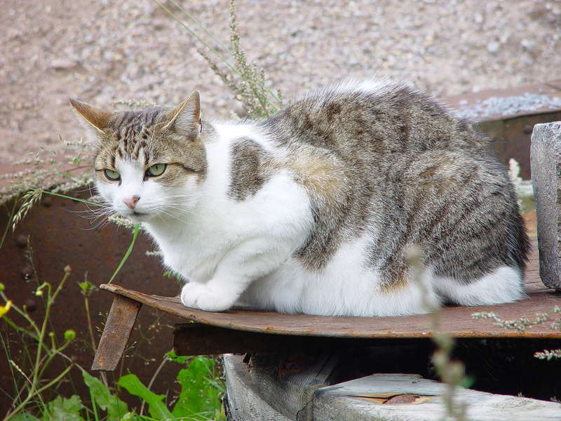 Charly, der Feldbahn-Kater