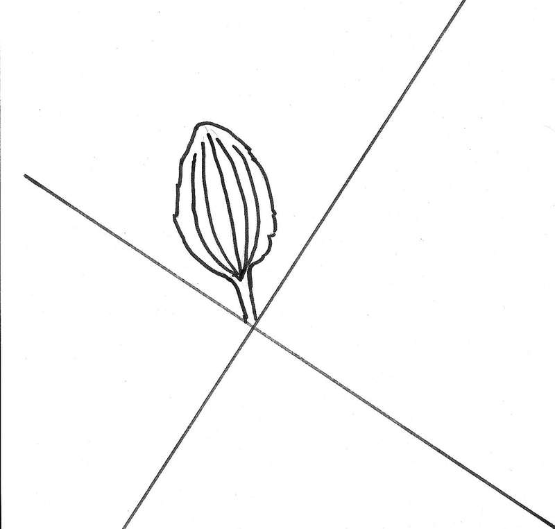 Breitwegerich_11_08_2012_a