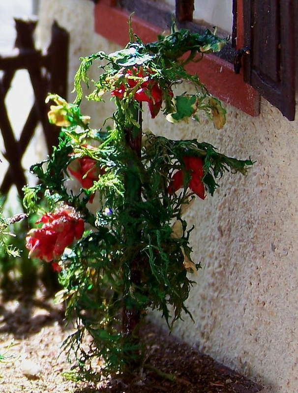 Tomaten