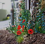 4346Altstadtdiorama_23_09_2013.jpg