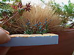 4346Wegwarte_13_09_2012_1.jpg