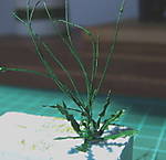 4346Wegwarte_15_08_12_2.jpg
