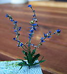 4346Wegwarte_15_08_12_5.jpg