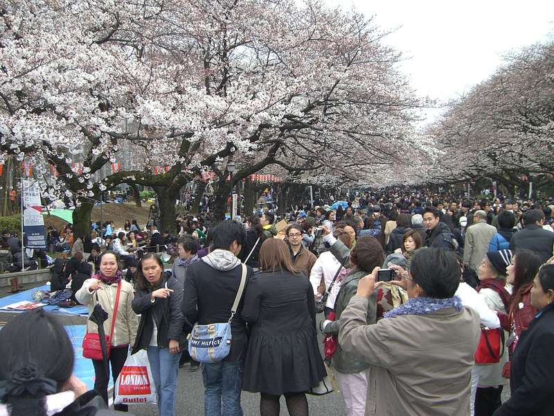 sakura_ueno_1